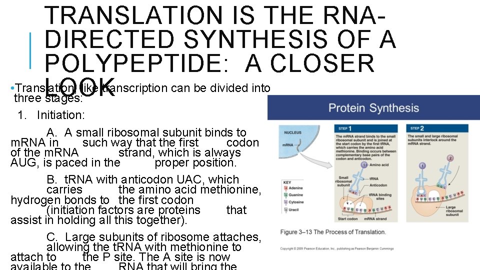 TRANSLATION IS THE RNADIRECTED SYNTHESIS OF A POLYPEPTIDE: A CLOSER • Translation, like transcription