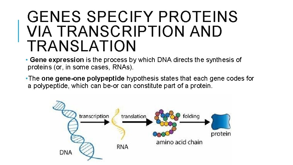 GENES SPECIFY PROTEINS VIA TRANSCRIPTION AND TRANSLATION • Gene expression is the process by