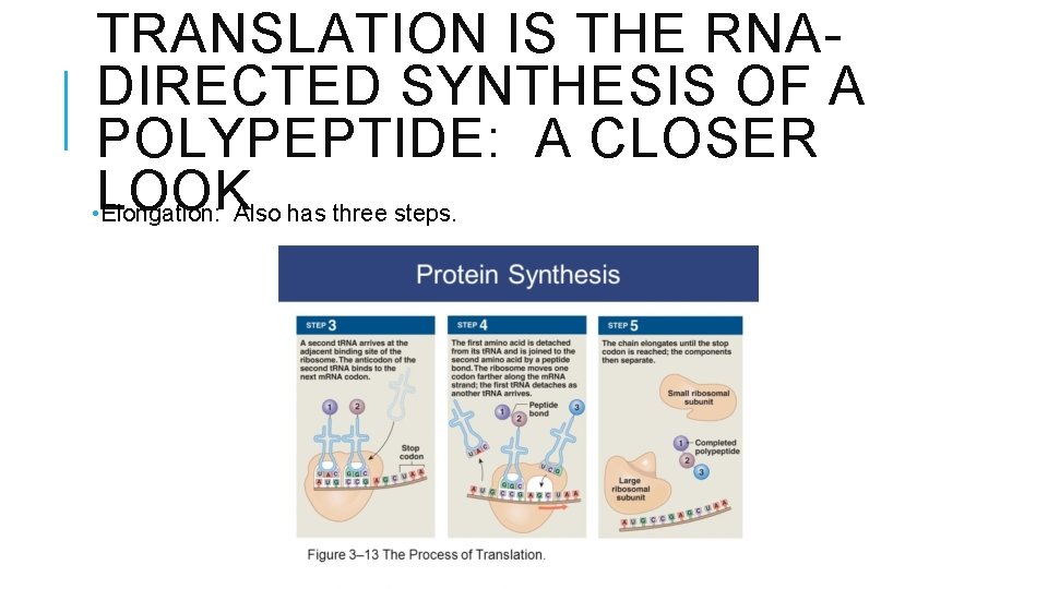 TRANSLATION IS THE RNADIRECTED SYNTHESIS OF A POLYPEPTIDE: A CLOSER • LOOK Elongation: Also