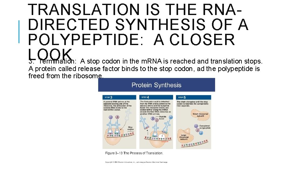 TRANSLATION IS THE RNADIRECTED SYNTHESIS OF A POLYPEPTIDE: A CLOSER LOOK 3. Termination: A