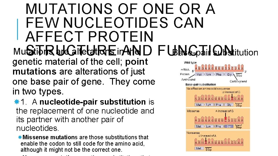 MUTATIONS OF ONE OR A FEW NUCLEOTIDES CAN AFFECT PROTEIN Mutations are alterations in