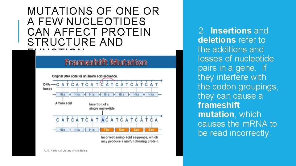 MUTATIONS OF ONE OR A FEW NUCLEOTIDES CAN AFFECT PROTEIN STRUCTURE AND FUNCTION 2.