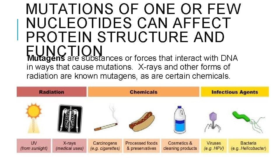 MUTATIONS OF ONE OR FEW NUCLEOTIDES CAN AFFECT PROTEIN STRUCTURE AND FUNCTION Mutagens are