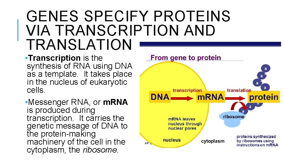 GENES SPECIFY PROTEINS VIA TRANSCRIPTION AND TRANSLATION • Transcription is the synthesis of RNA