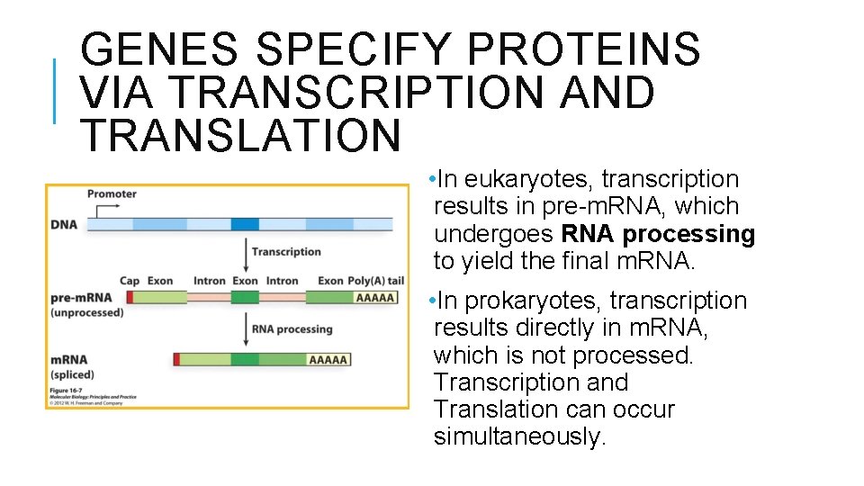 GENES SPECIFY PROTEINS VIA TRANSCRIPTION AND TRANSLATION • In eukaryotes, transcription results in pre-m.