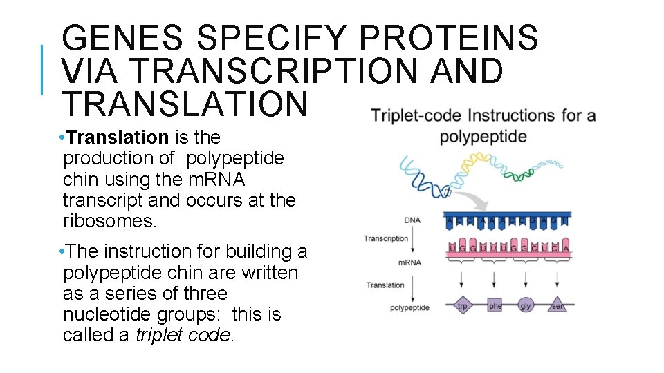 GENES SPECIFY PROTEINS VIA TRANSCRIPTION AND TRANSLATION • Translation is the production of polypeptide