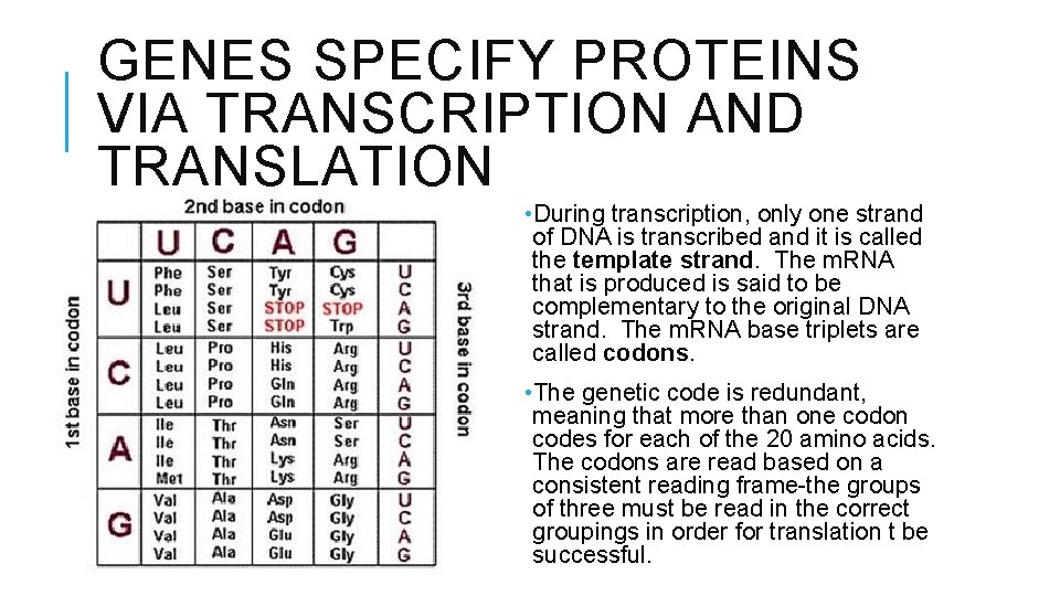 GENES SPECIFY PROTEINS VIA TRANSCRIPTION AND TRANSLATION • During transcription, only one strand of