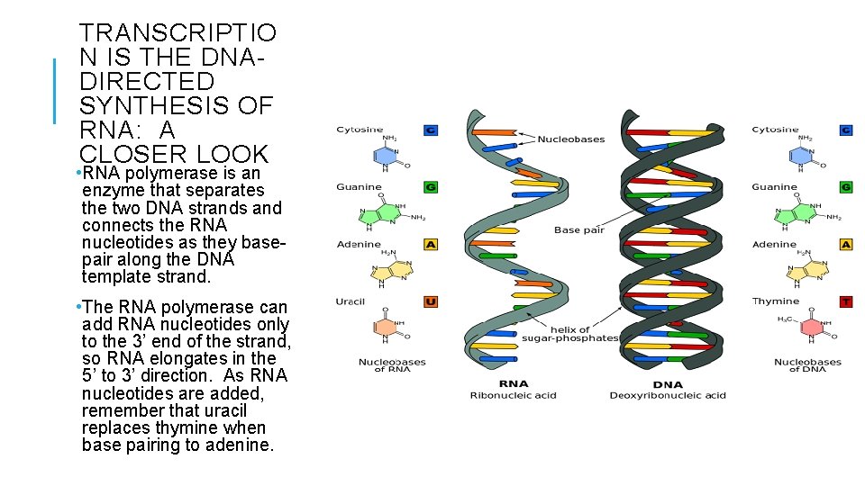 TRANSCRIPTIO N IS THE DNADIRECTED SYNTHESIS OF RNA: A CLOSER LOOK • RNA polymerase