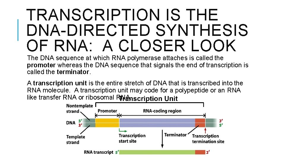 TRANSCRIPTION IS THE DNA-DIRECTED SYNTHESIS OF RNA: A CLOSER LOOK The DNA sequence at