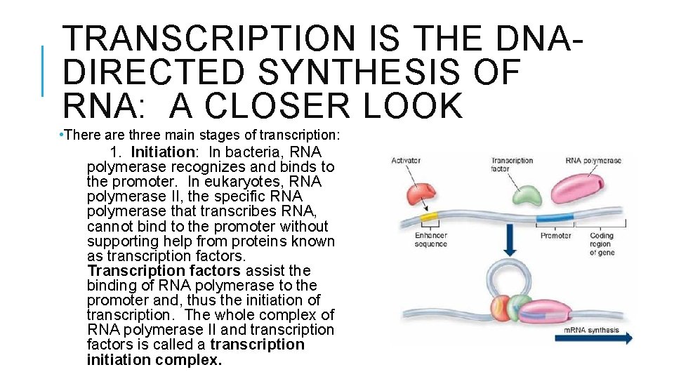 TRANSCRIPTION IS THE DNADIRECTED SYNTHESIS OF RNA: A CLOSER LOOK • There are three
