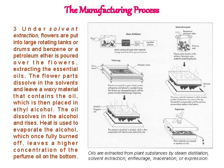 The Manufacturing Process 3 Under solvent extraction, flowers are put into large rotating tanks