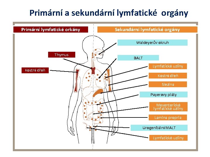 Primární a sekundární lymfatické orgány Primární lymfatické orkány Sekundární lymfatické orgány Waldeyerův okruh Thymus