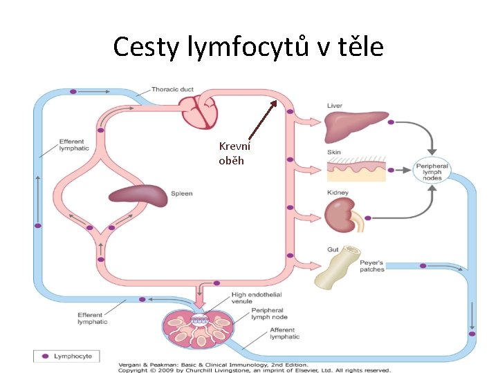 Cesty lymfocytů v těle Krevní oběh 