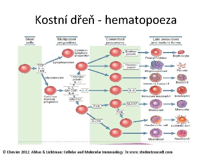 Kostní dřeň - hematopoeza © Elsevier 2012. Abbas & Lichtman: Cellular and Molecular Immunology