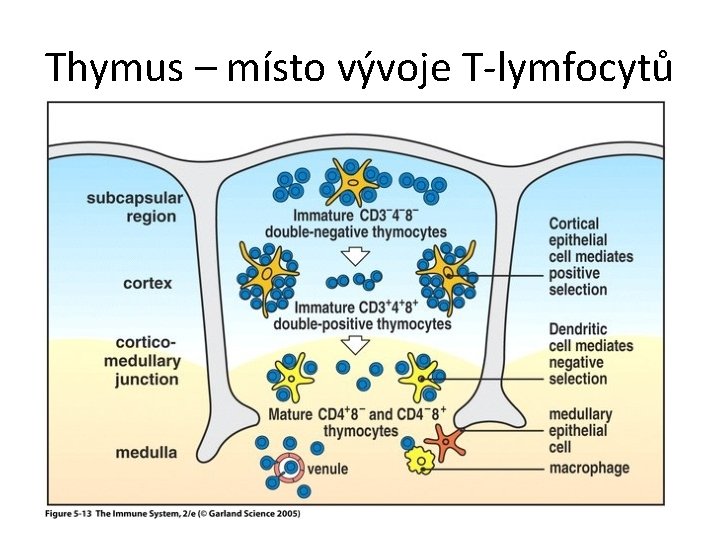 Thymus – místo vývoje T-lymfocytů 
