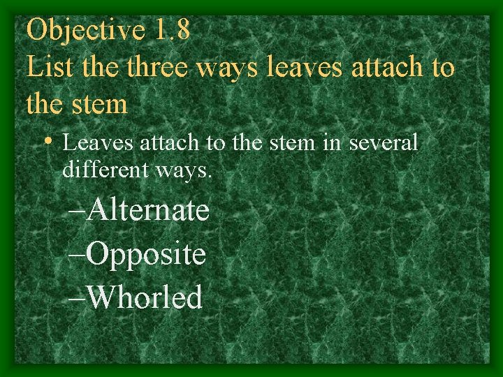 Objective 1. 8 List the three ways leaves attach to the stem • Leaves