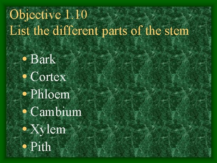 Objective 1. 10 List the different parts of the stem • Bark • Cortex