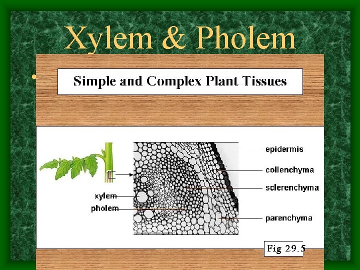 Xylem & Pholem • 