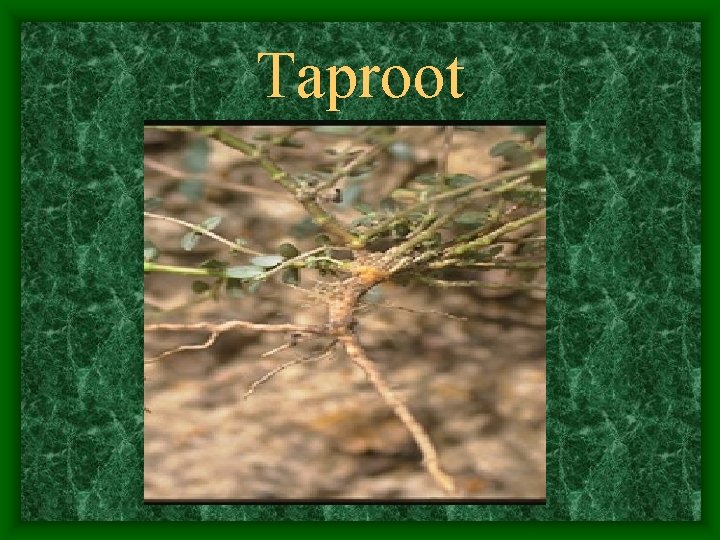 Taproot 