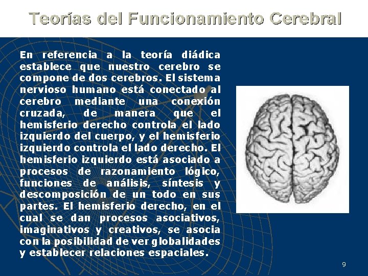 En referencia a la teoría diádica establece que nuestro cerebro se compone de dos