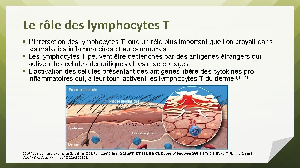 Le rôle des lymphocytes T § L’interaction des lymphocytes T joue un rôle plus