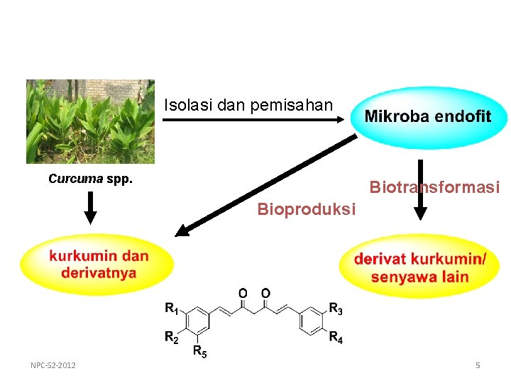 Isolasi dan pemisahan Curcuma spp. Biotransformasi Bioproduksi NPC-S 2 -2012 5 