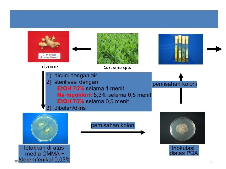 rizome NPC-S 2 -2012 Curcuma spp. 6 