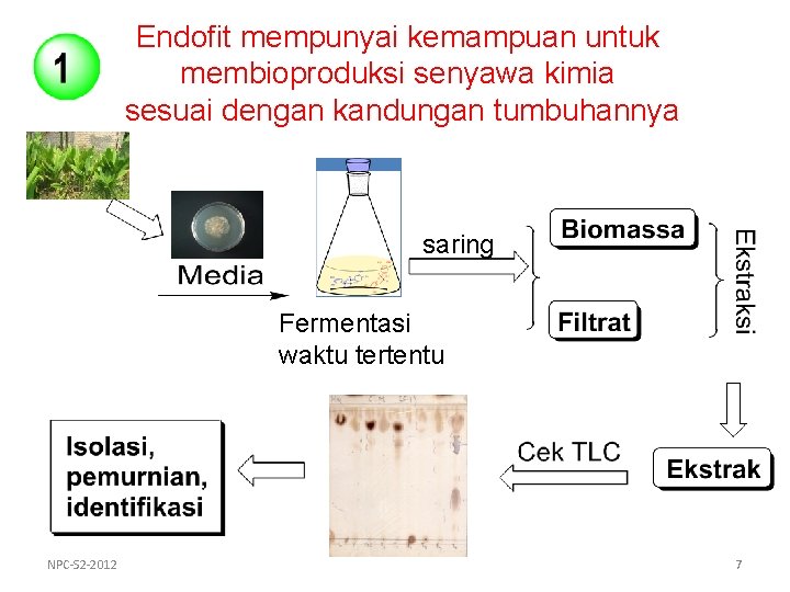 Endofit mempunyai kemampuan untuk membioproduksi senyawa kimia sesuai dengan kandungan tumbuhannya saring Fermentasi waktu