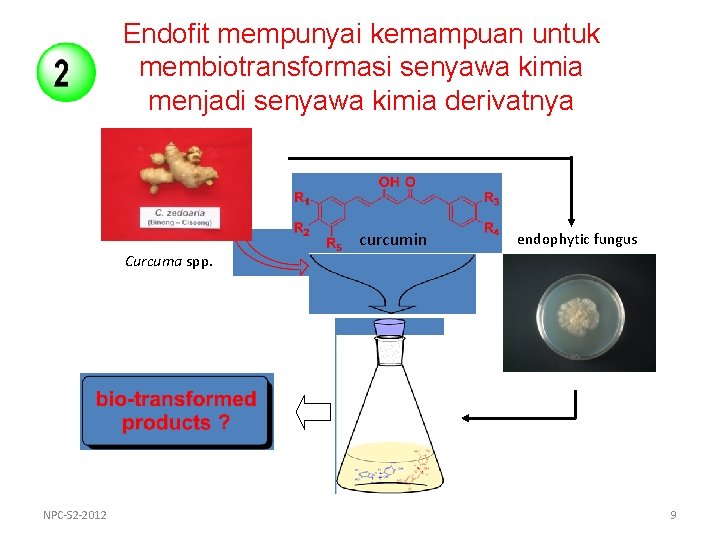 Endofit mempunyai kemampuan untuk membiotransformasi senyawa kimia menjadi senyawa kimia derivatnya curcumin endophytic fungus