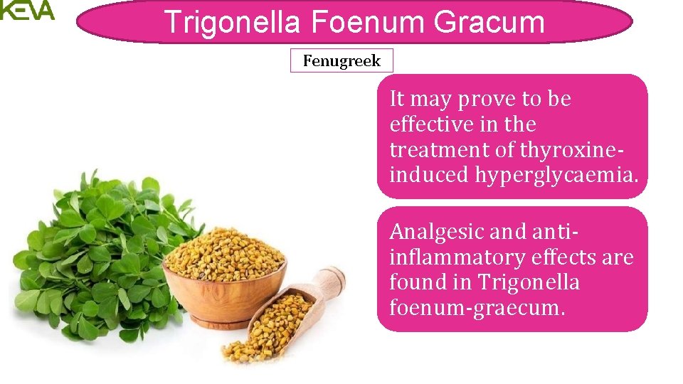 Trigonella Foenum Gracum Fenugreek It may prove to be effective in the treatment of