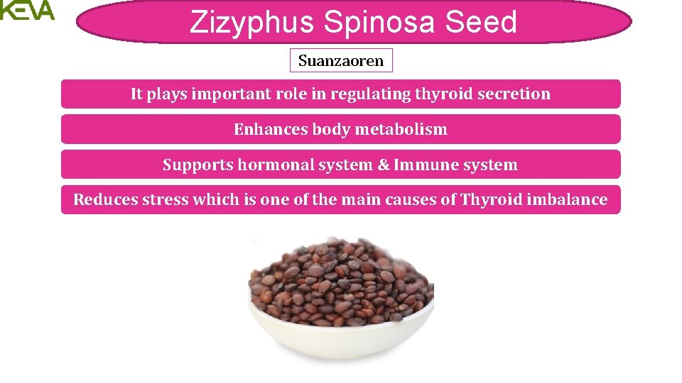 Zizyphus Spinosa Seed Suanzaoren It plays important role in regulating thyroid secretion Enhances body