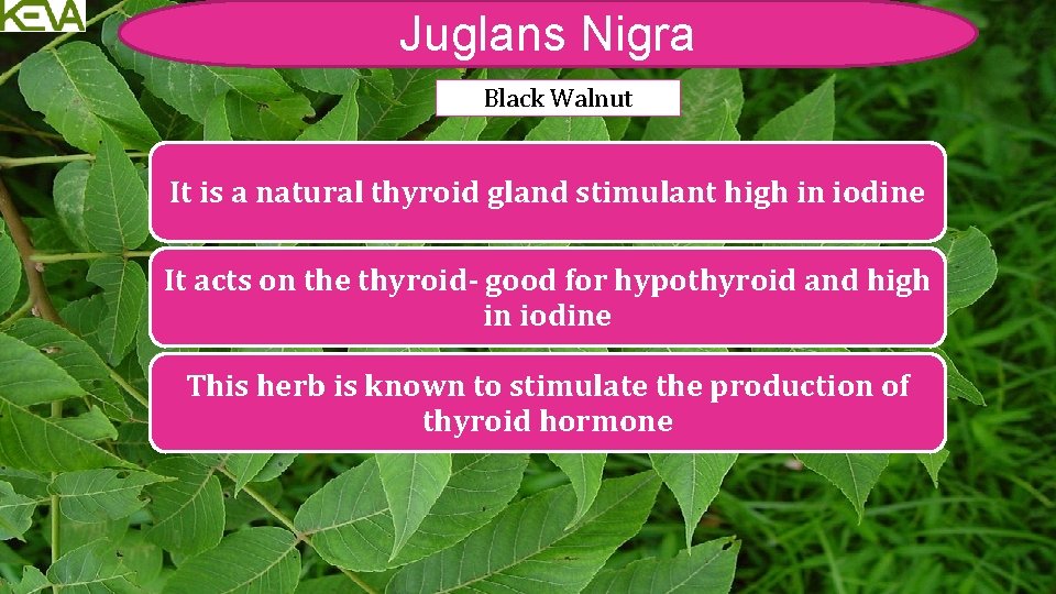 Juglans Nigra Black Walnut It is a natural thyroid gland stimulant high in iodine