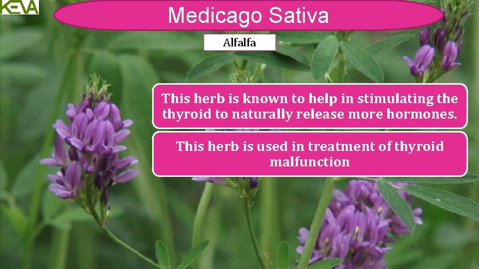 Medicago Sativa Alfalfa This herb is known to help in stimulating the thyroid to