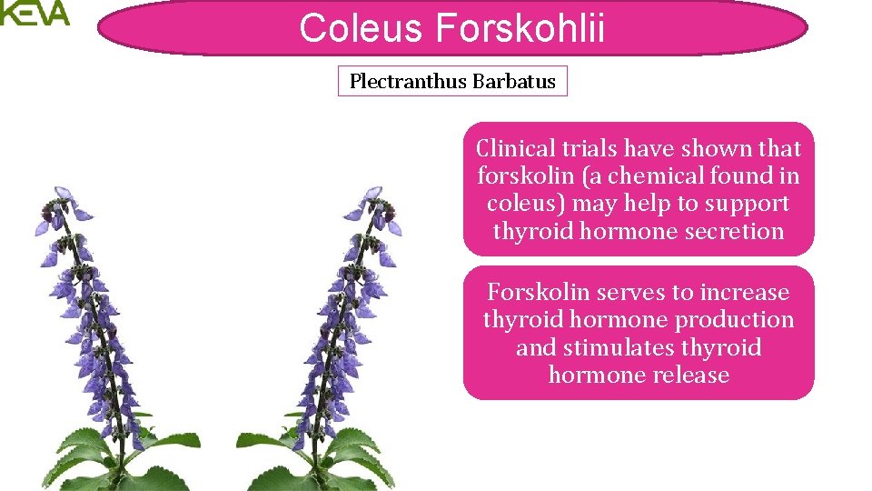 Coleus Forskohlii Plectranthus Barbatus Clinical trials have shown that forskolin (a chemical found in