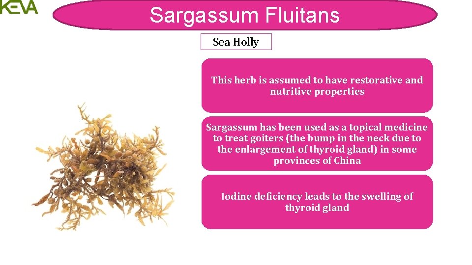 Sargassum Fluitans Sea Holly This herb is assumed to have restorative and nutritive properties