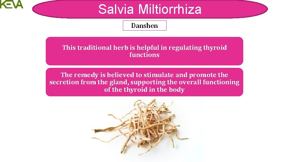 Salvia Miltiorrhiza Danshen This traditional herb is helpful in regulating thyroid functions The remedy