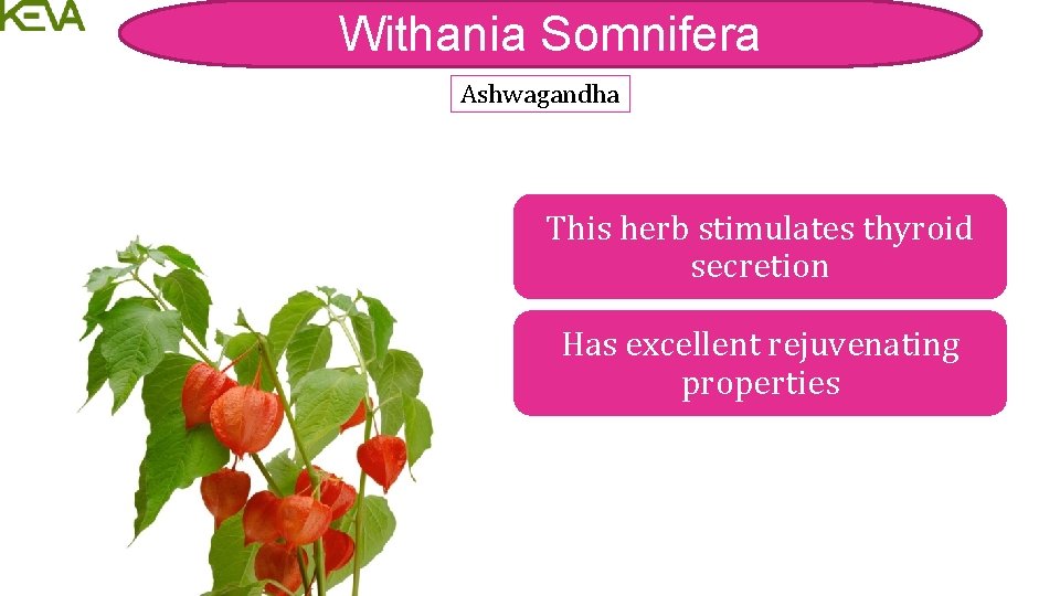 Withania Somnifera Ashwagandha This herb stimulates thyroid secretion Has excellent rejuvenating properties 