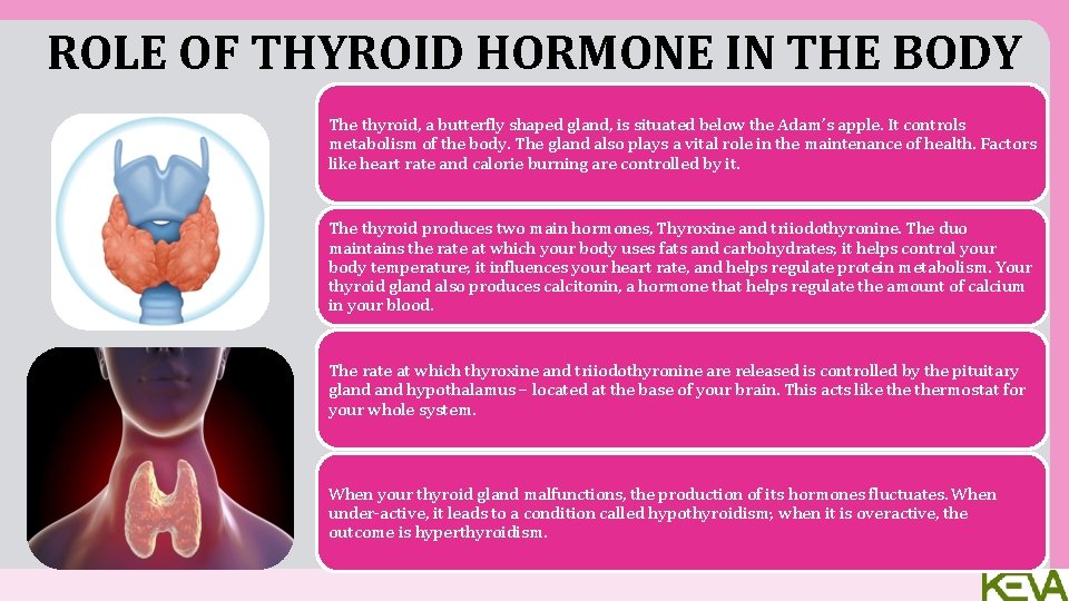 ROLE OF THYROID HORMONE IN THE BODY The thyroid, a butterfly shaped gland, is