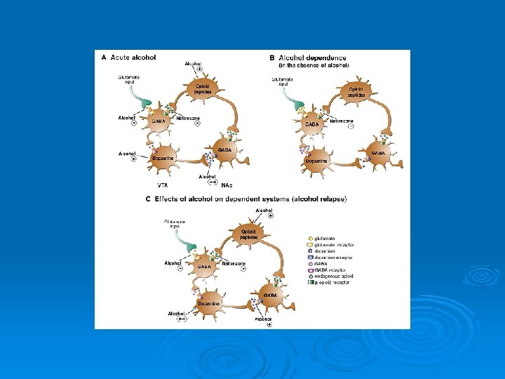 Prevalence Of Alcohol Use Disorders Niaaa National Epidemiologic