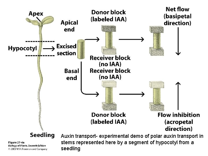 Auxin transport- experimental demo of polar auxin transport in stems represented here by a Auxin transport- experimental demo of polar auxin transport in stems represented here by a