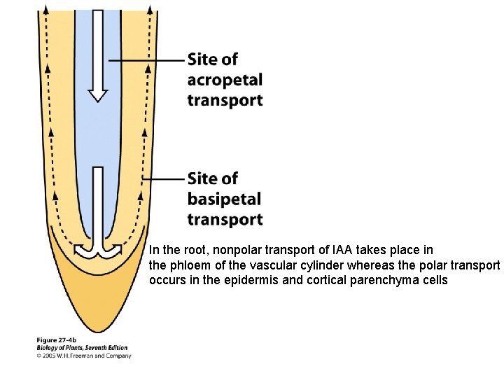 In the root, nonpolar transport of IAA takes place in the phloem of the In the root, nonpolar transport of IAA takes place in the phloem of the