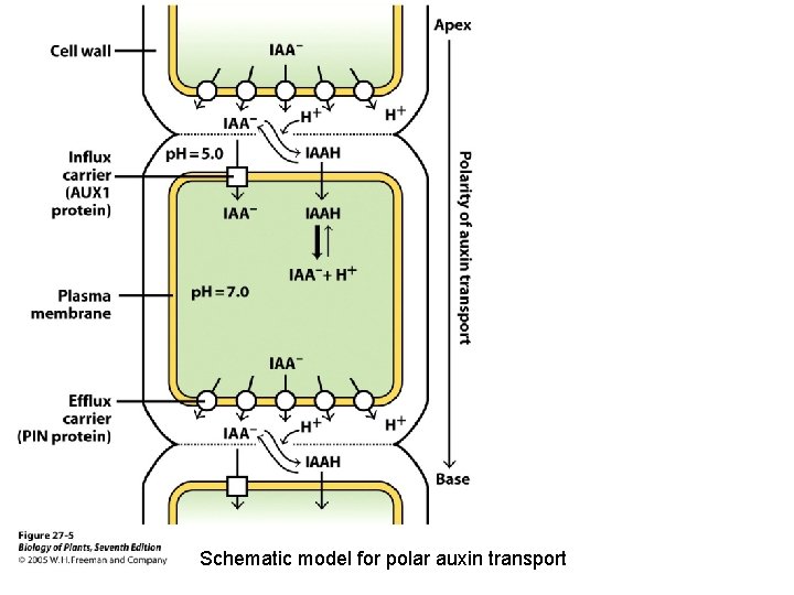 Schematic model for polar auxin transport Schematic model for polar auxin transport