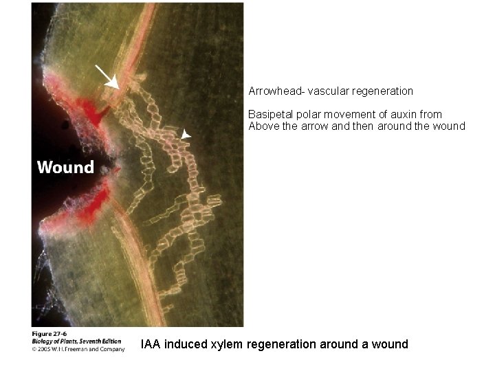 Arrowhead- vascular regeneration Basipetal polar movement of auxin from Above the arrow and then Arrowhead- vascular regeneration Basipetal polar movement of auxin from Above the arrow and then