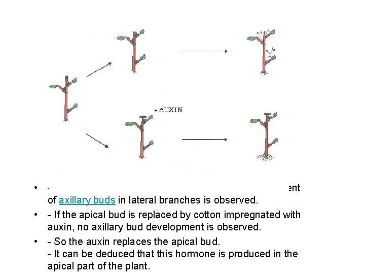 • - When the apical bud is cut off a plant, the development • - When the apical bud is cut off a plant, the development