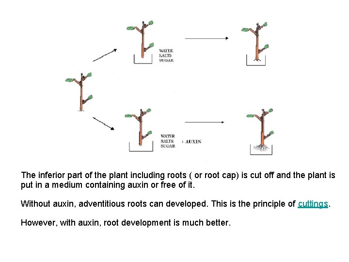 The inferior part of the plant including roots ( or root cap) is cut The inferior part of the plant including roots ( or root cap) is cut