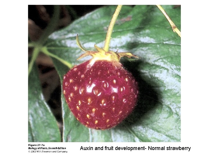 Auxin and fruit development- Normal strawberry Auxin and fruit development- Normal strawberry