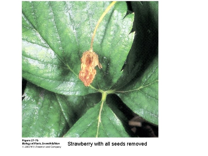 Strawberry with all seeds removed Strawberry with all seeds removed