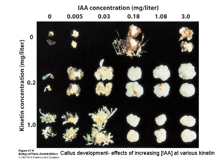  Callus development- effects of increasing [IAA] at various kinetin 