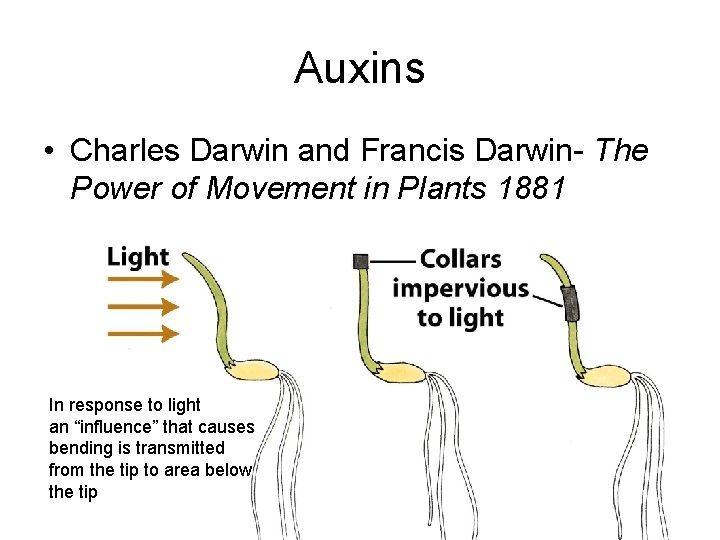 Auxins • Charles Darwin and Francis Darwin- The Power of Movement in Plants 1881 Auxins • Charles Darwin and Francis Darwin- The Power of Movement in Plants 1881