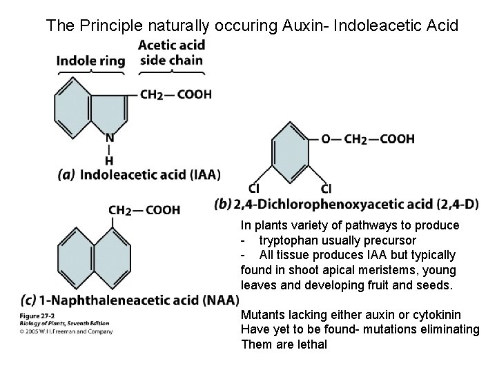 The Principle naturally occuring Auxin- Indoleacetic Acid In plants variety of pathways to produce The Principle naturally occuring Auxin- Indoleacetic Acid In plants variety of pathways to produce